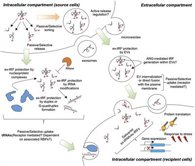 Toward an Understanding of Extracellular tRNA Biology